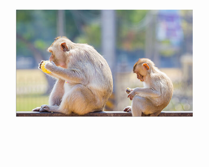 M6 0015 MP 0013 30293766 mother and baby monkey eating fresh corn on a rusty fence shall AOAY4510