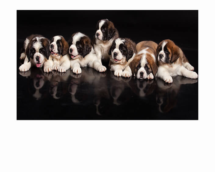 M6 0016 MP 0014 30365560 st bernard puppies AOAY4511
