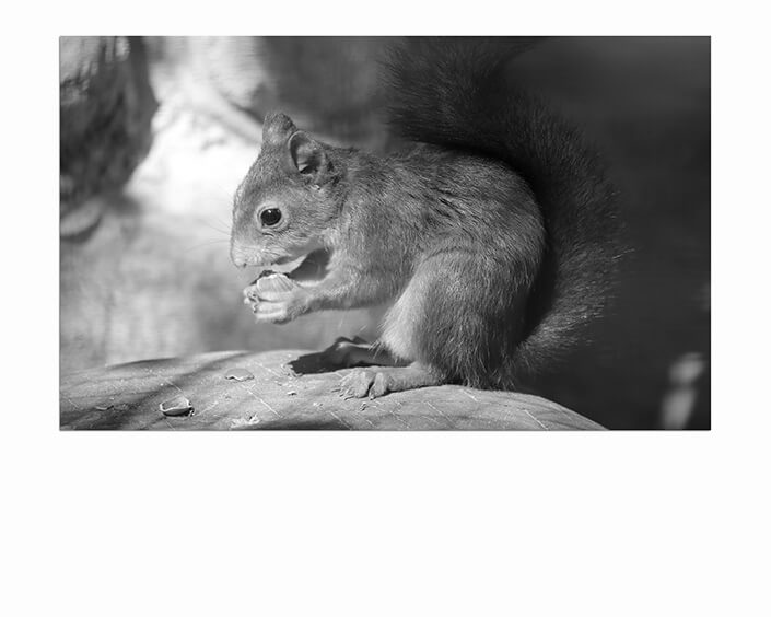 M6 0019 MP 0017 34141464 a squirrel sits on a stone and eats a nut black and white photo AOAY4518