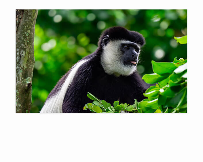 M6 0025 MP 0023 36357942 black and white colobuses colobus monkey AOAY4524