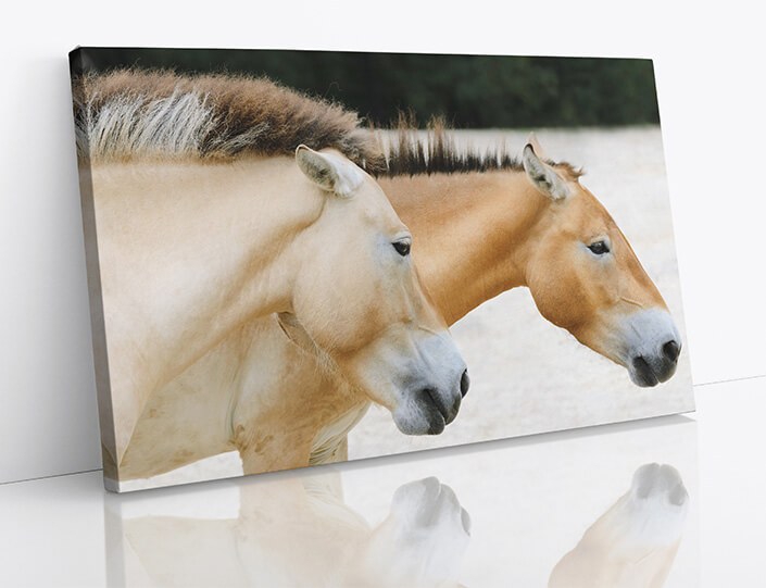 M7 0001 1MP 0001 7356966 przewalski horse AOAY4472