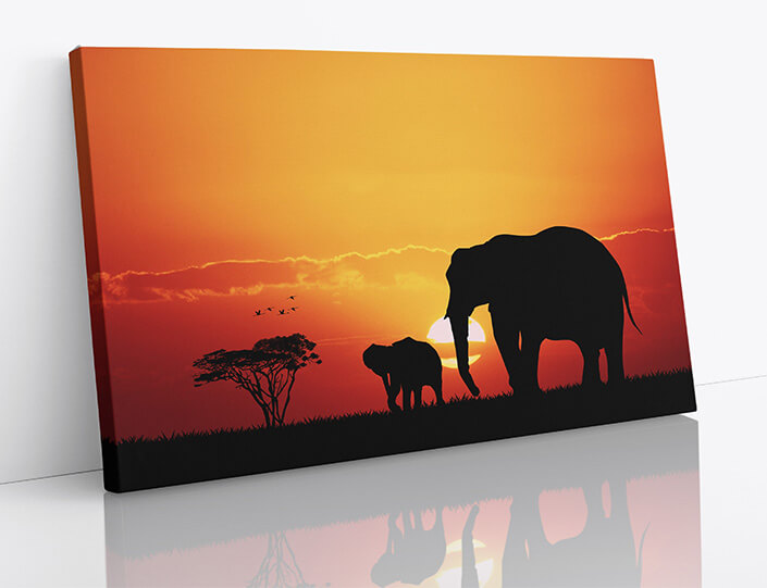 M7 0007 1MP 0007 22684956 elephants in african AOAY4494