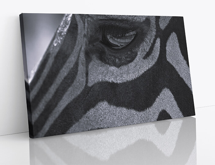 M7 0009 1MP 0009 28131932 zebras eye W&B AOAY4506