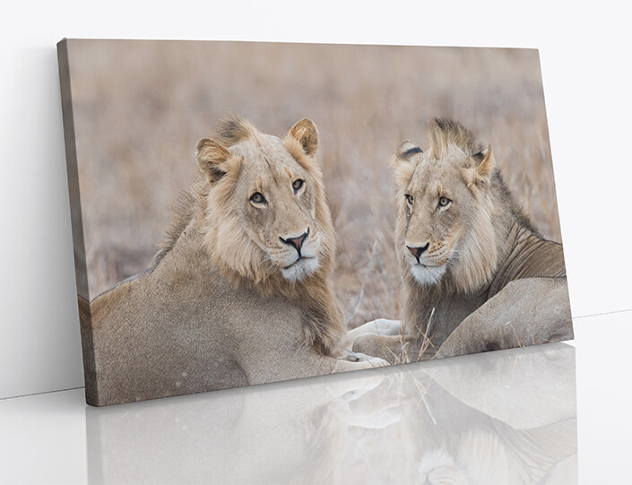 M7 0010 1MP 0010 29891610 male lions in the wilderness AOAY4507