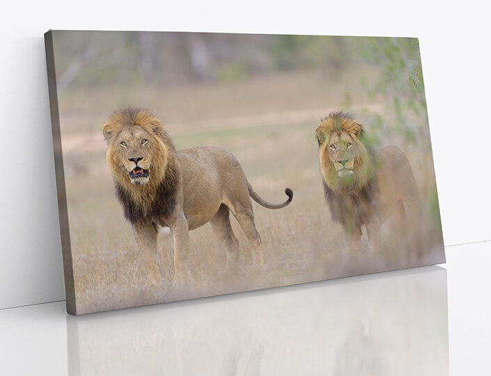 M7 0012 1MP 0012 29891648 male lions in the wilderness 02 AOAY4509