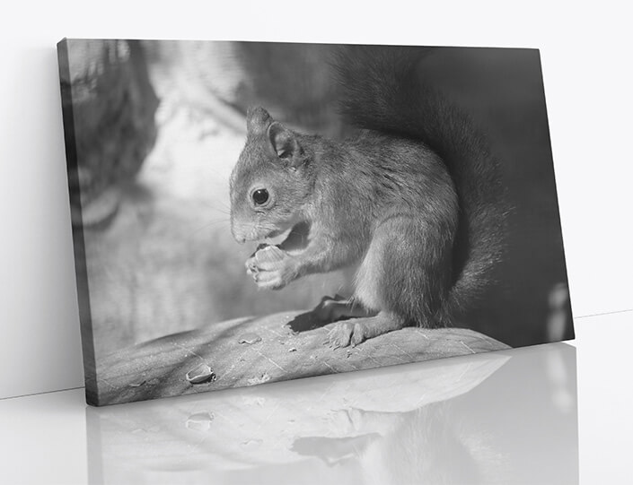 M7 0017 1MP 0017 34141464 a squirrel sits on a stone and eats a nut black and white photo AOAY4518