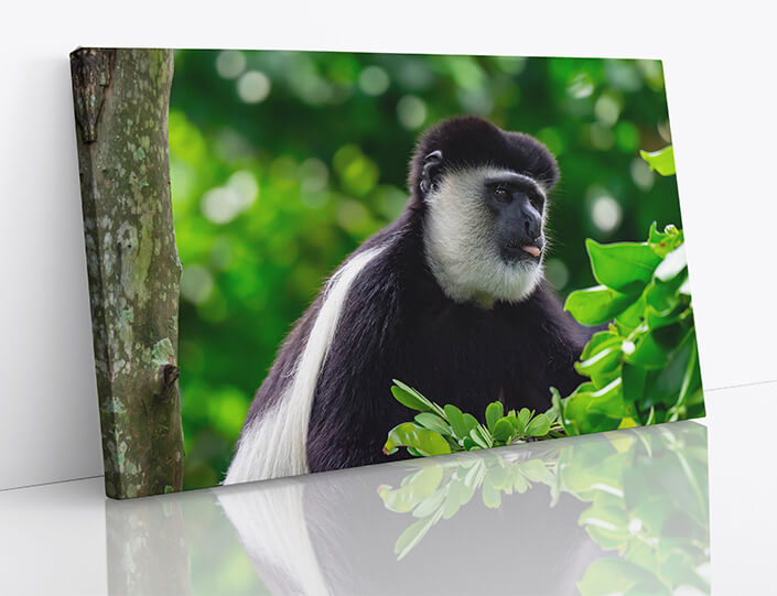 M7 0022 1MP 0023 36357942 black and white colobuses colobus monkey AOAY4524