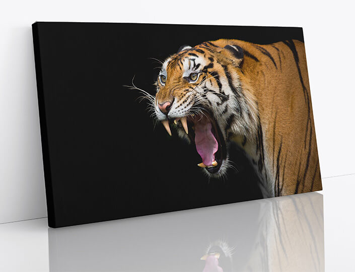 M7 0023 1MP 0024 37844840 sumatran tiger roaring AOAY4528