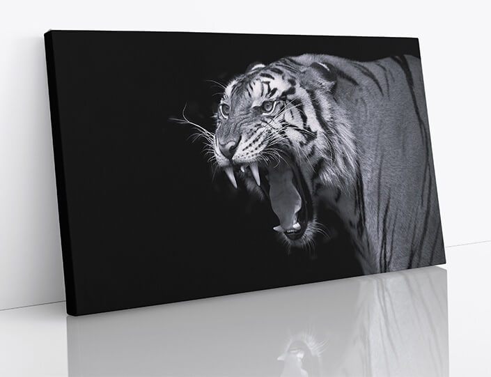 M7 0024 1MP 0025 37844840 sumatran tiger roaring B&W AOAY4527