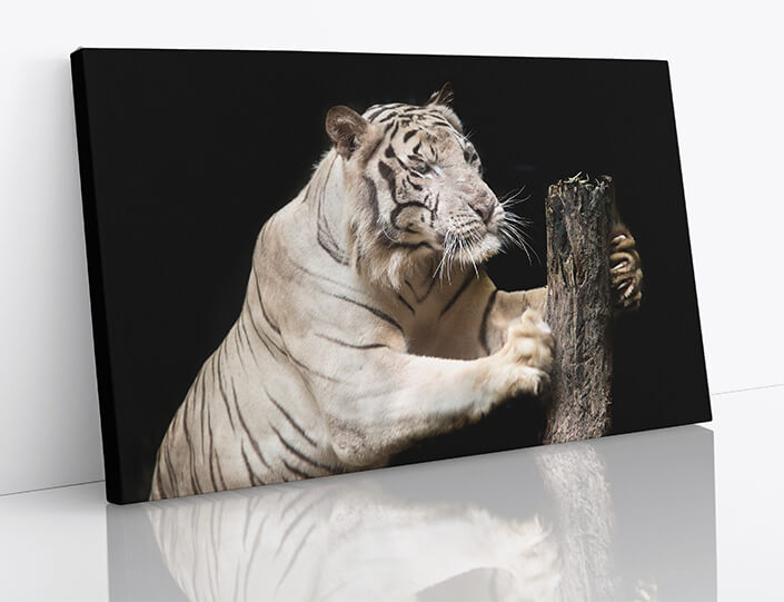 M7 0025 1MP 0026 37846274 big white tiger sleeps in the zoo AOAY4529
