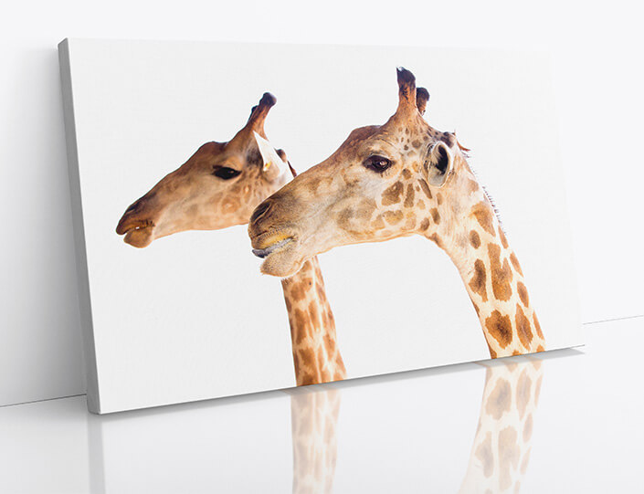 M7 0027 1MP 0028 37893042 02 giraffe head AOAY4531