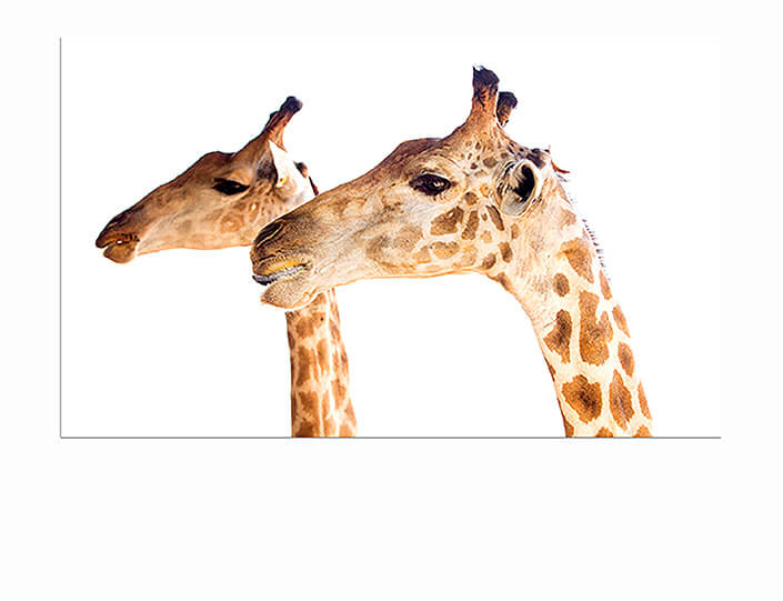 M7 0030 MP 0028 37893042 02 giraffe head AOAY4531