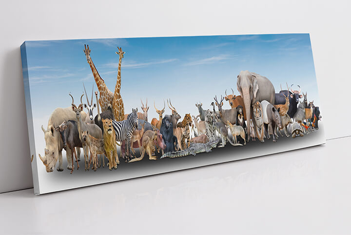 WEB01 0001 MP Panoramic 0001 18294884 animal of the world AOAY3504