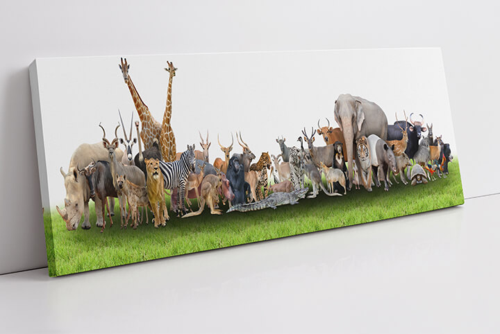 WEB01 0003 MP Panoramic 0008 18294890 animal of the world AOAY3506