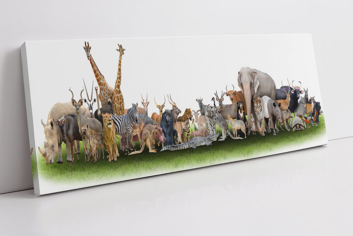 WEB01 0005 MP Panoramic 0006 18374742 animal of the world AOAY3510