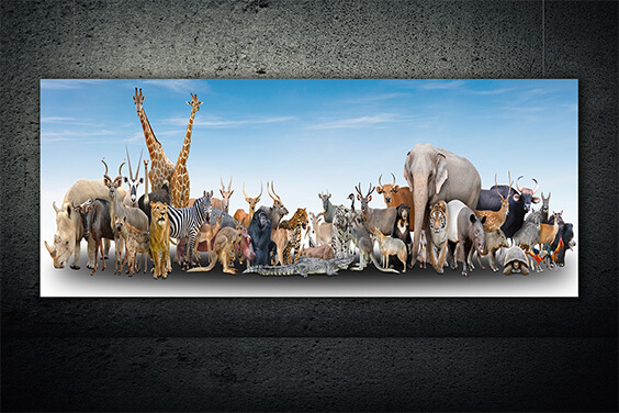 WEB01 0006 MP Panoramic 0001 18294884 animal of the world AOAY3504