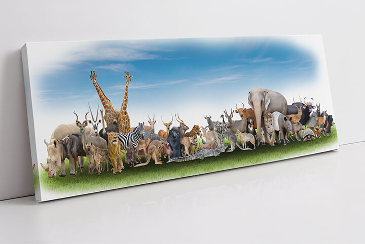 WEB01 0006 MP Panoramic 0005 18374952 animal of the world36 AOAY3511