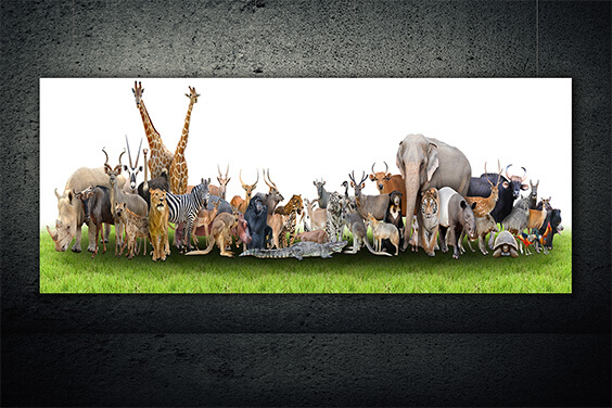 WEB01 0008 MP Panoramic 0008 18294890 animal of the world AOAY3506