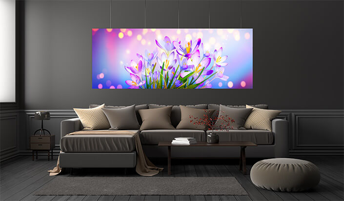 WEB01 0020 ML 0015 46976002 blooming purple crocus flowers AOAY4445