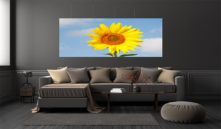 WEB01 0033 ML 0002 47277896 field of blooming sunflowers on a background blue sky AOAY4460