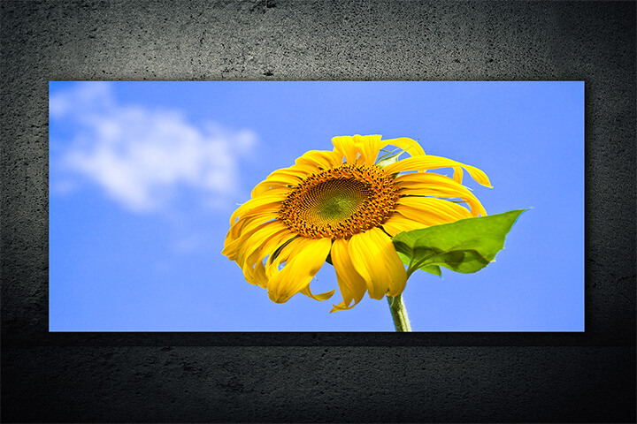WEB01 0042 ML 0034 8601618 sunflower on blue background AOAY4584