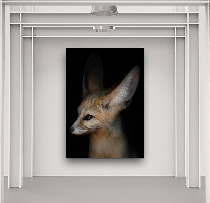 WEB01 0006 MPP 0002 25699256 desert fox fenech AOAY4501