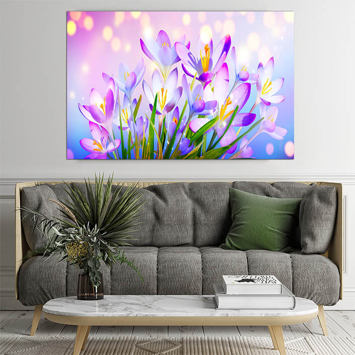 WEB02 0003 ML 0016 46976002 blooming purple crocus flowers on a sunny spring day (1) AOAY4444