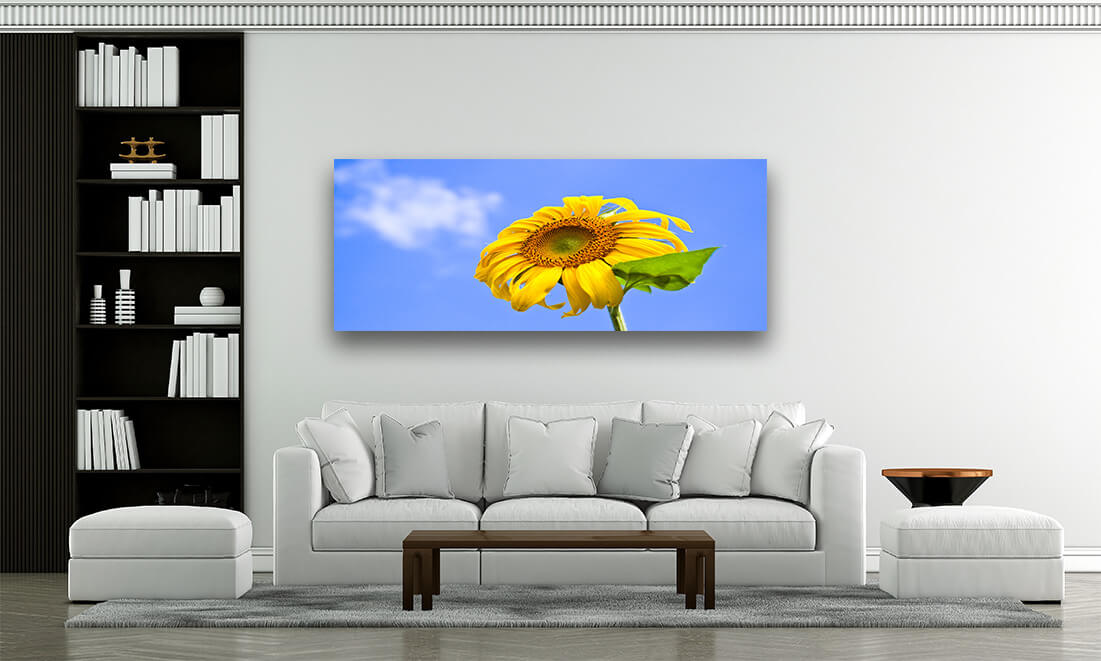 WEB02 0044 ML 0034 8601618 sunflower on blue background AOAY4584
