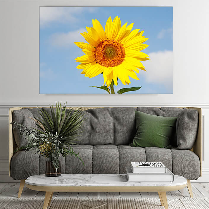 WEB02 0057 ML 0002 47277896 field of blooming sunflowers on a background blue sky AOAY4460