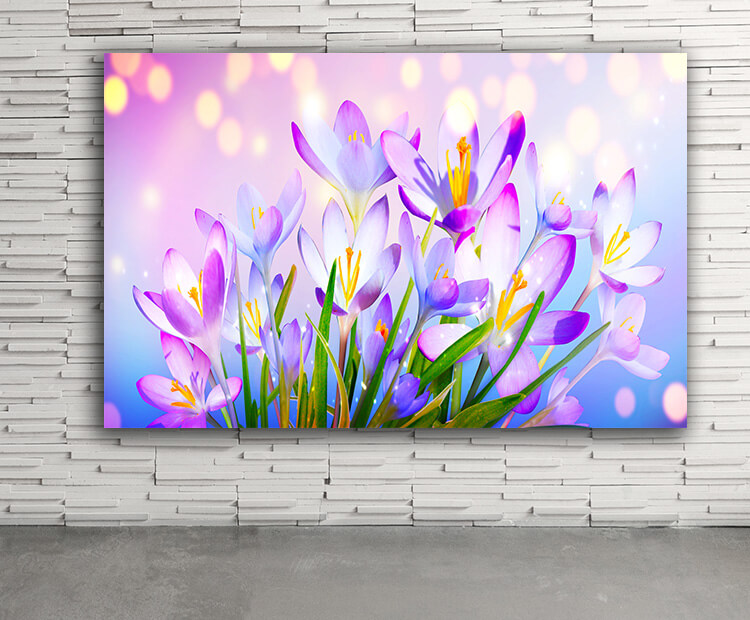 WEB03 0007 ML 0016 46976002 blooming purple crocus flowers on a sunny spring day (1) AOAY4444