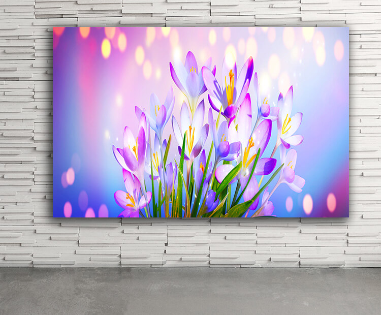 WEB03 0008 ML 0015 46976002 blooming purple crocus flowers AOAY4445