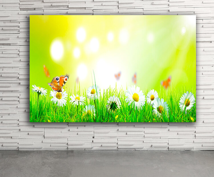 WEB03 0012 ML 0011 47273238 beautiful nature view of butterfly on blurred background in garden AOAY4450