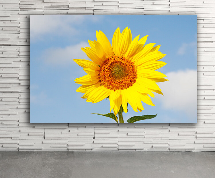 WEB03 0021 ML 0002 47277896 field of blooming sunflowers on a background blue sky AOAY4460