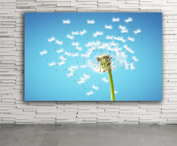 WEB03 0030 ML 0075 39033852 dandelion flower with flying feathers on blue sky AOAY4387