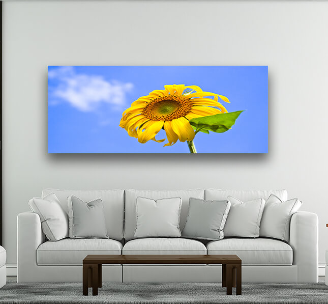 WEB03 0044 ML 0034 8601618 sunflower on blue background AOAY4584