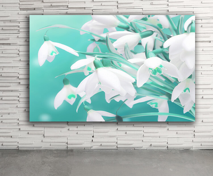 WEB03 0049 ML 0056 44695452 lots of snowdrops in the first days of spring AOAY4405