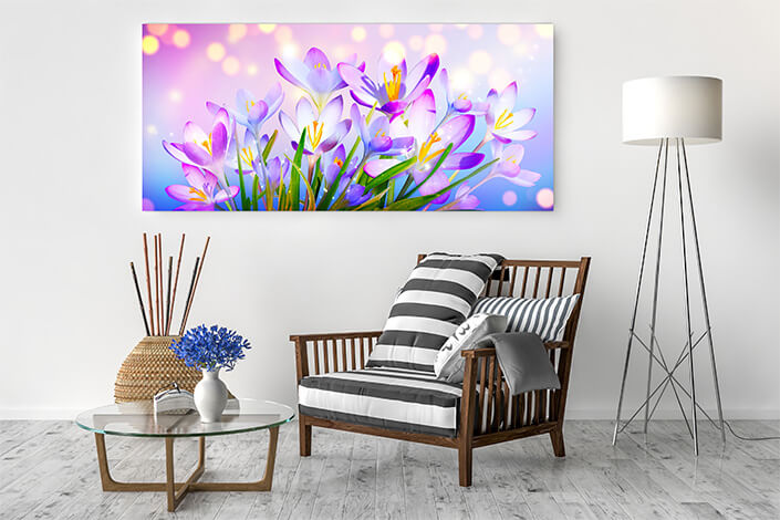 WEB04 0003 ML 0016 46976002 blooming purple crocus flowers on a sunny spring day (1) AOAY4444