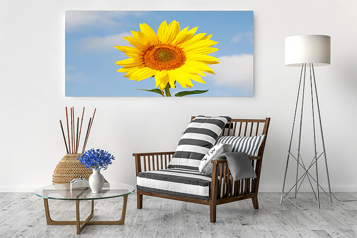 WEB04 0017 ML 0002 47277896 field of blooming sunflowers on a background blue sky AOAY4460