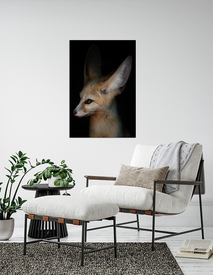 WEB04 0035 MPP 0002 25699256 desert fox fenech AOAY4501