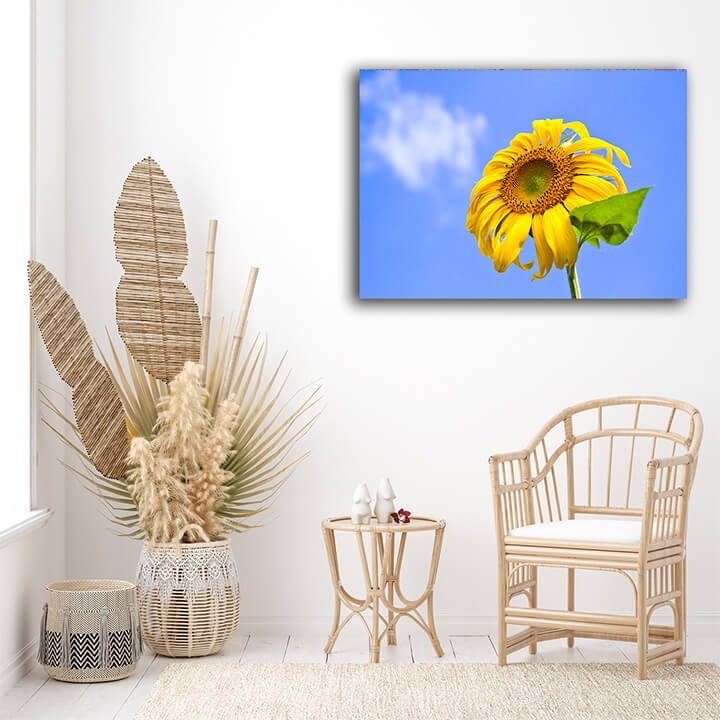WEB05 0042 ML 0034 8601618 sunflower on blue background AOAY4584