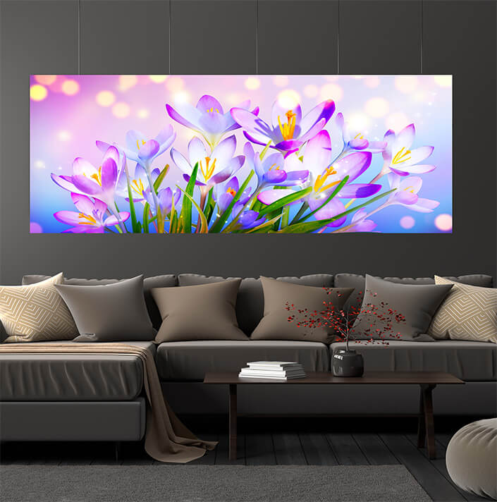 WEB06 0019 ML 0016 46976002 blooming purple crocus flowers on a sunny spring day (1) AOAY4444