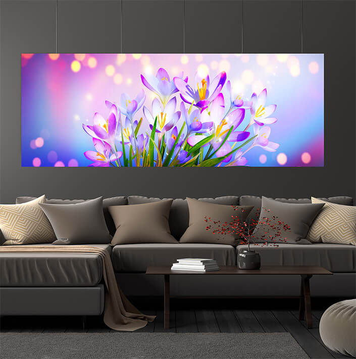 WEB06 0020 ML 0015 46976002 blooming purple crocus flowers AOAY4445