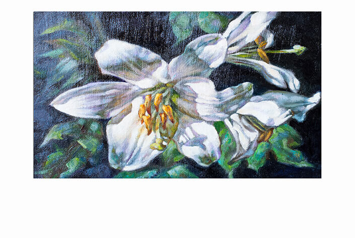 WEB 06 0005 ML 0030 20502190 oil paints on canvas of a white flower AOAY3805