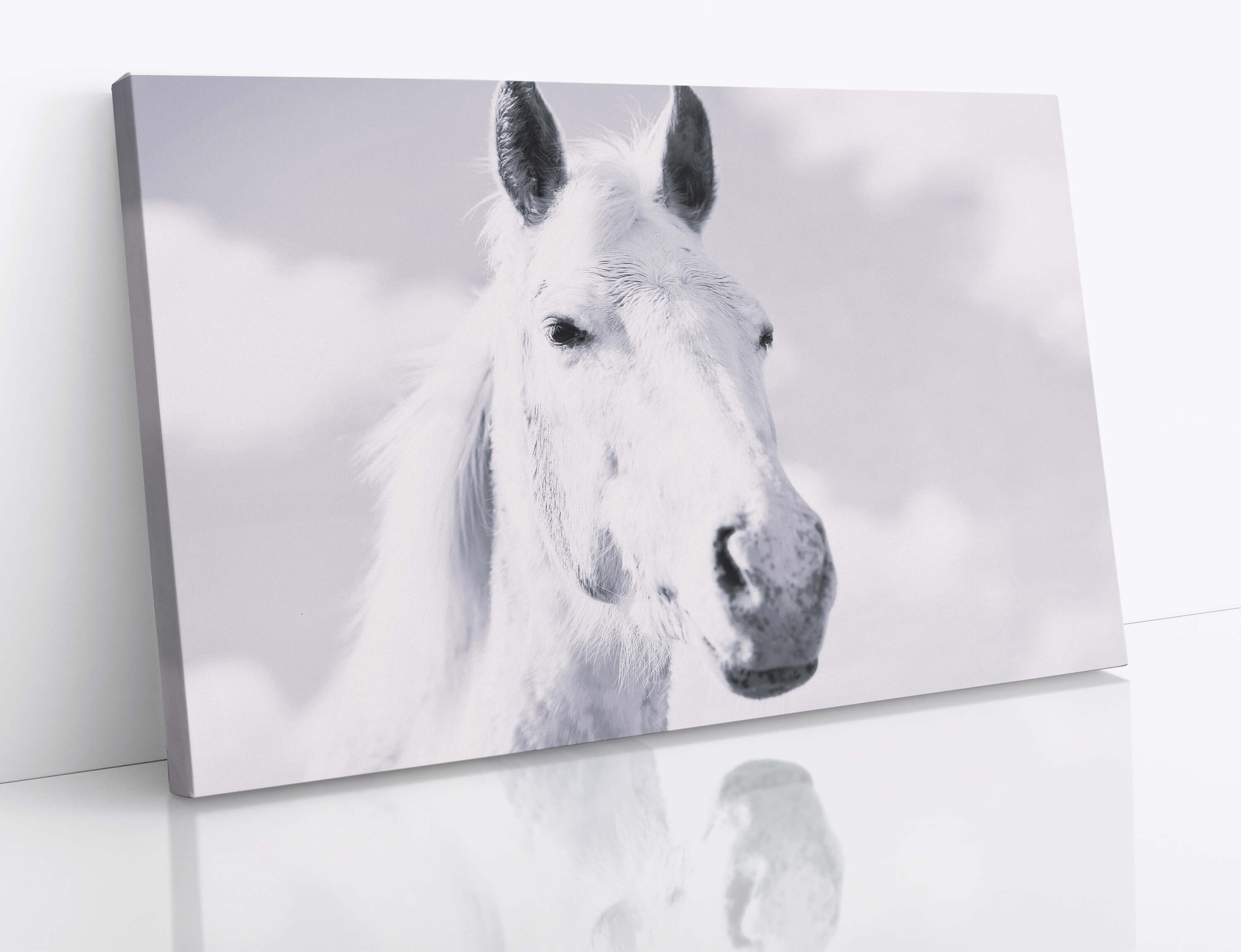 E7 0028 1mp 0029 47582978 a mustang horse w&b aoay4533