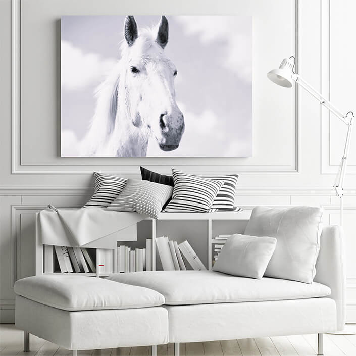 M1 0001 MP 0029 47582978 A mustang horse W&B AOAY4533