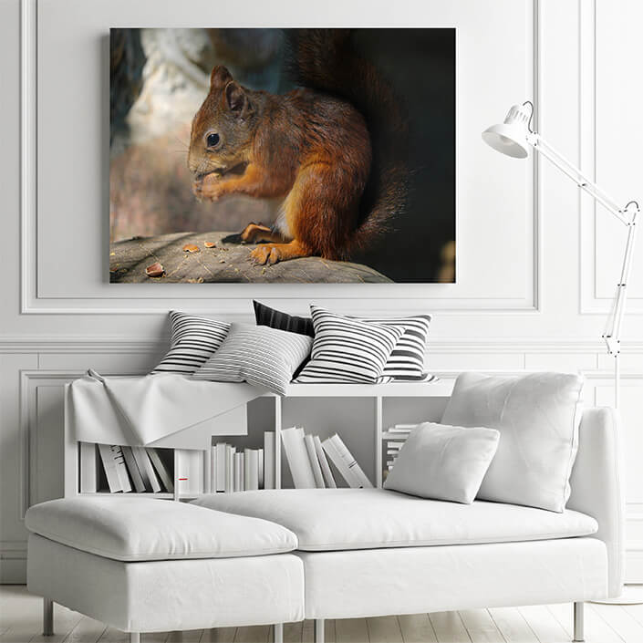 M1 0018 MP 0016 34141458 a squirrel sits on a stone and eats a nut AOAY4517