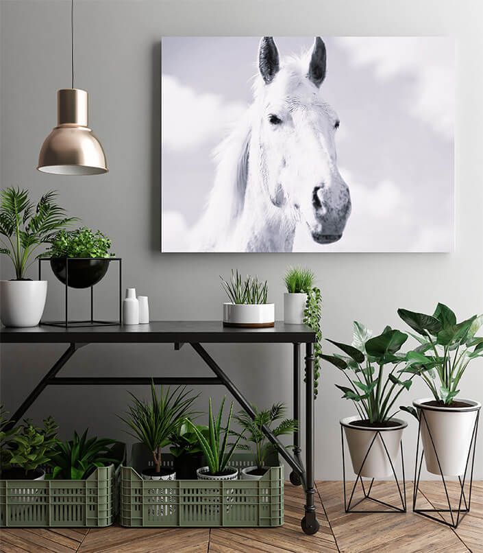 M2 0001 MP 0029 47582978 A mustang horse W&B AOAY4533