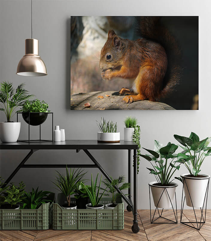 M2 0018 MP 0016 34141458 a squirrel sits on a stone and eats a nut AOAY4517