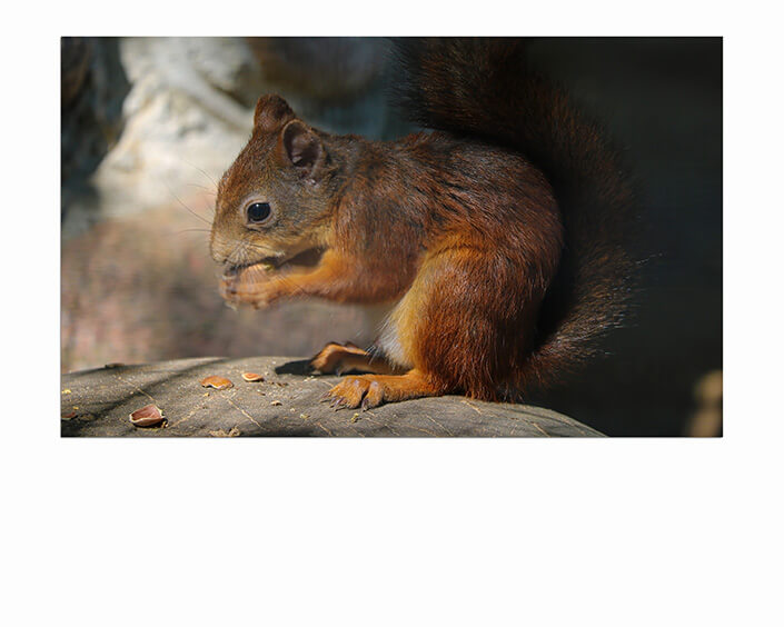 M6 0018 MP 0016 34141458 a squirrel sits on a stone and eats a nut AOAY4517