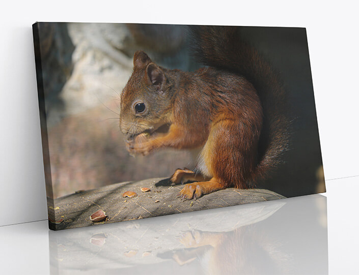 M7 0016 1MP 0016 34141458 a squirrel sits on a stone and eats a nut AOAY4517